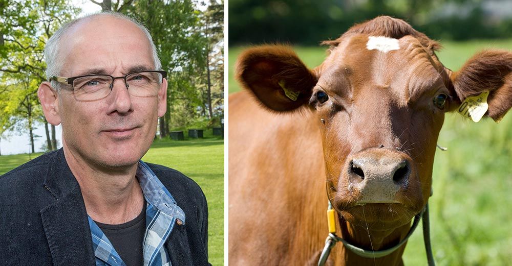 Mjölkbonden Mikael Bäckström ser stora fördelar med att det finns en nationell livsmedelsstrategi. Foto: Ann Lindén.