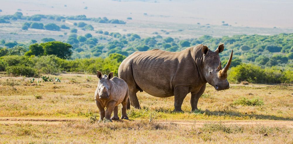 I Afrika finns två arter av noshörning. Detta är vit noshörning, som också kallas trubbnoshörning, och dess antal är idag knappt 20 000. Av den andra arten, svart noshörning eller spetsnoshörning, finns troligen högst 5 000 kvar. Foto: DENISE ERIKSSON