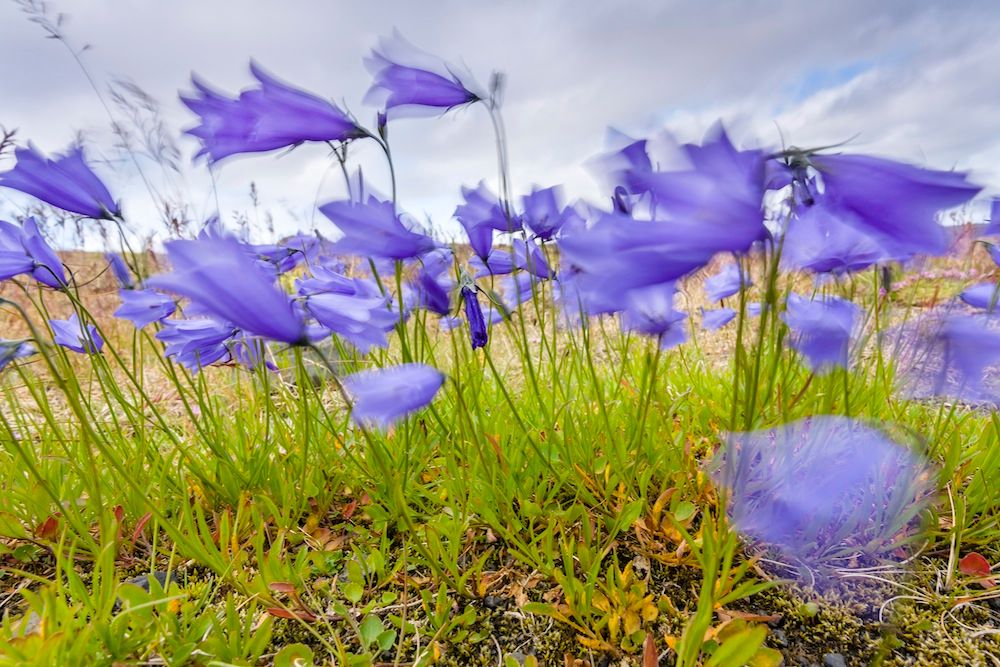 Blommor som blåser i vinden.
