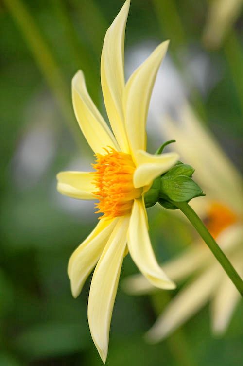 Orkidévariant. ’Honka’ gul är en orkidéblommande stjärndahlia, som sorterar under diversedahlior. Hon blir 100 centimeter hög och blommar från juli.