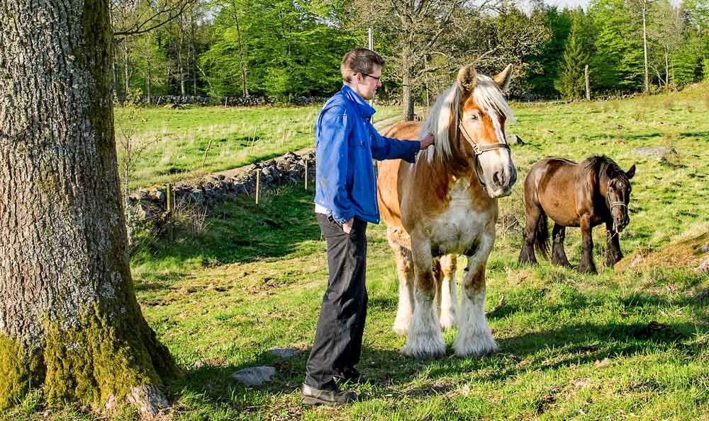 Markus med en ”jyskehäst, Danmarks enda, tunga lantras som fötts upp på Jylland sedan medeltiden. Har använts som stridshäst och jordbrukshäst.