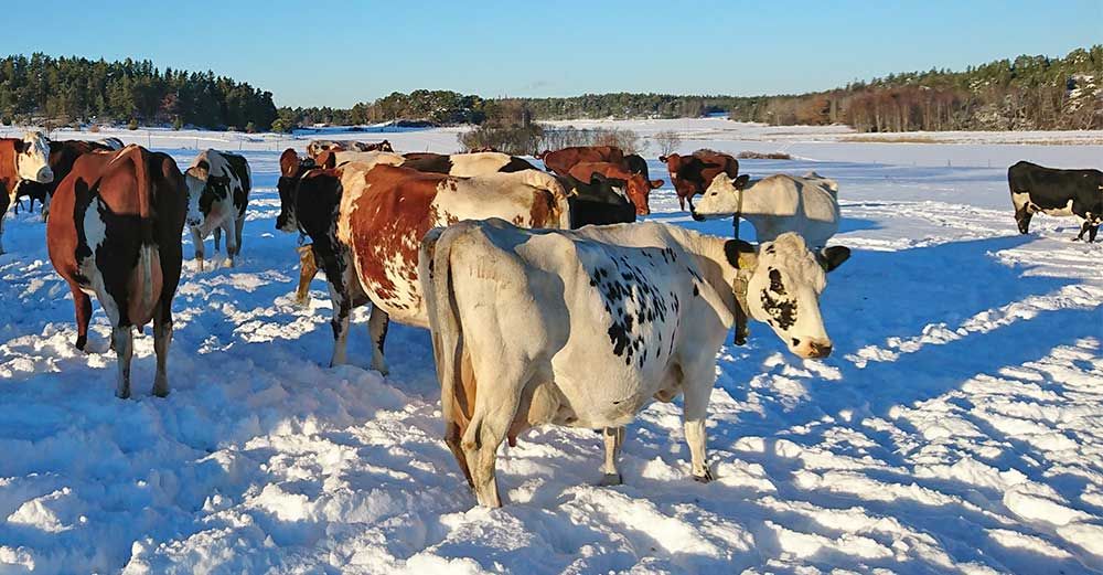 När korna är tillbaka i lagården så brukar de lägga sig ner och idissla en stund.
