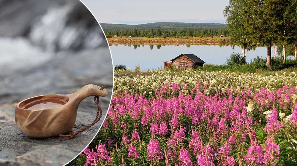 Färgsprakande rallarrosor. När blomningen väl tar fart i norr så blir det en explosion i naturen.