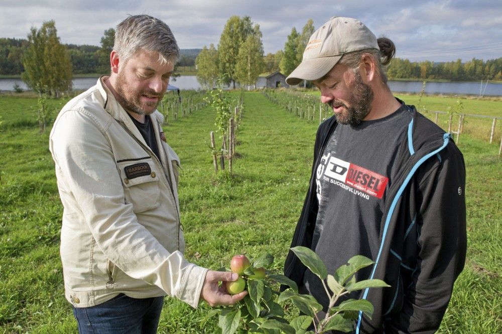 Äppelträden trivs i Burträsk. 200 träd ska snart blir dubbelt så många.