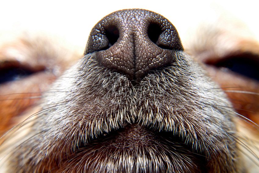 Hundnos i närbild.