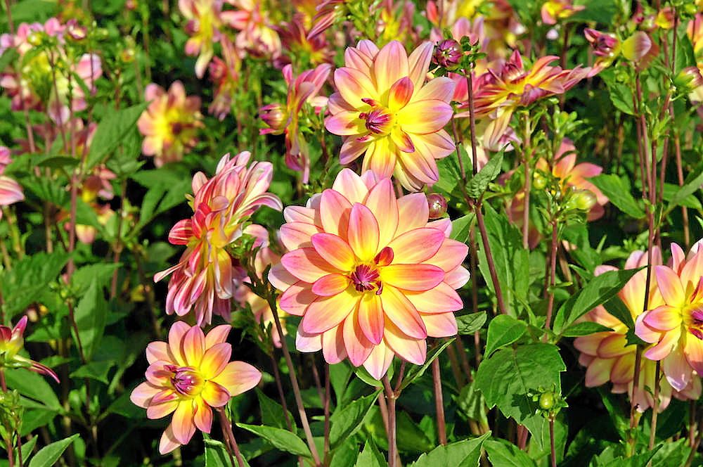 Buskig. Näckrosdahlian ’Pacific Ocean’ bildar buskar. Blir 75 centimeter hög och blommar från mitten av juli.