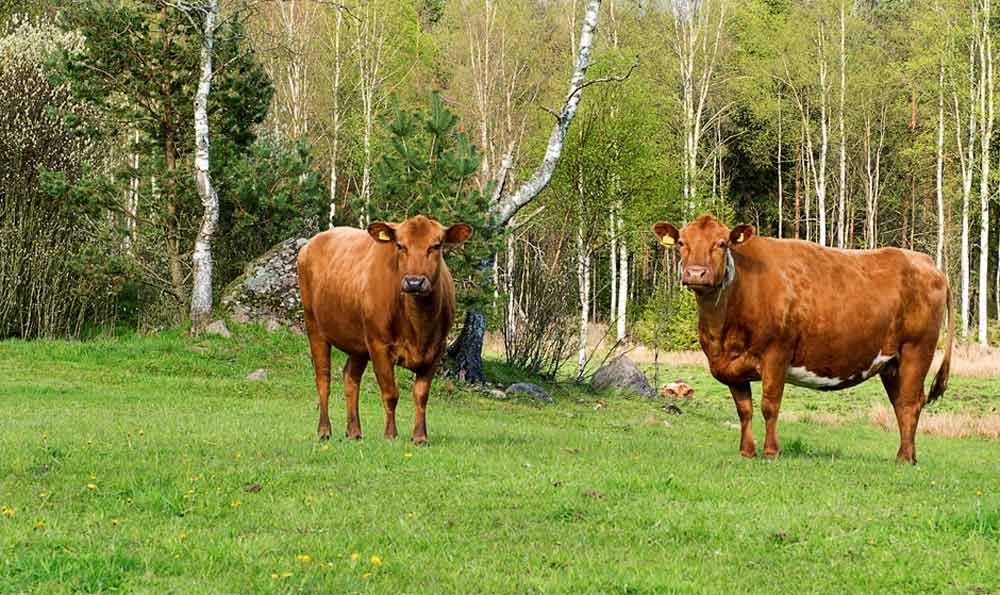 Rödkulla. Den ena lantrasen på gården, rödkulla, som Kjeld och Markus vill bevara. På 1930-talet fanns 30 000 rödkullor i Sverige, i dag bara några hundra.
