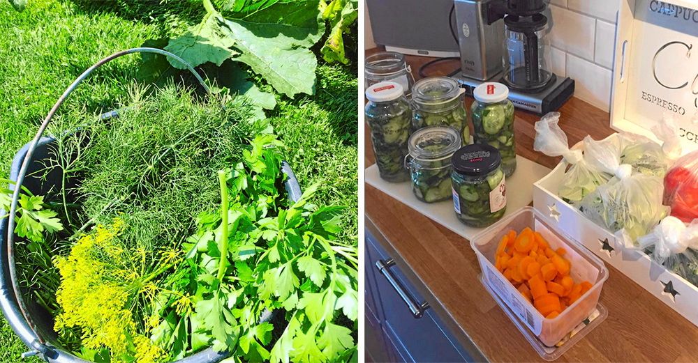Kryddor till max, skördas och fryses in dagligen så här års. Överskottet av gurka och morötter blir ofta till olika inläggningar.