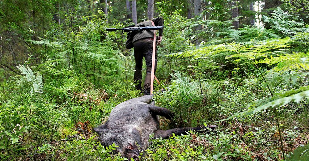 OTUR I TUREN. Fyrhjulingen strejkar så det blir till att själv släpa ut galten.