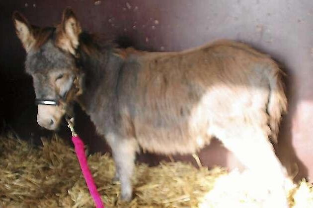 Hilma tycker om att pysslas med. Hon är vad vid grimma men inte att bli ledd.