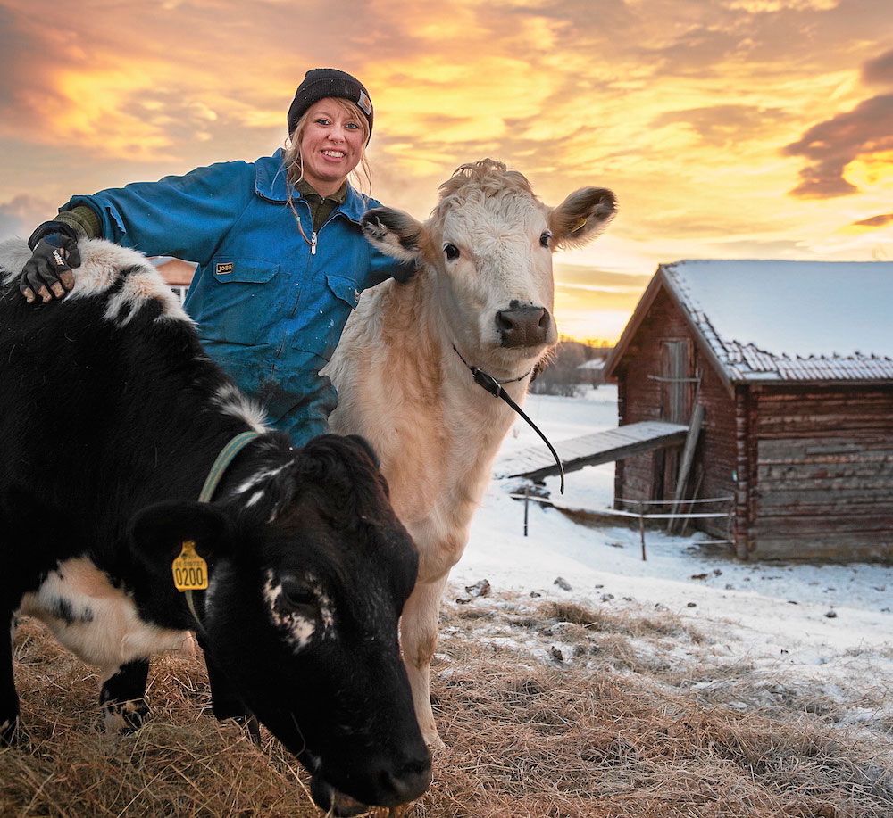 Erika med två av sina fyra älskade fjällkor, Tindra och Stjärna.