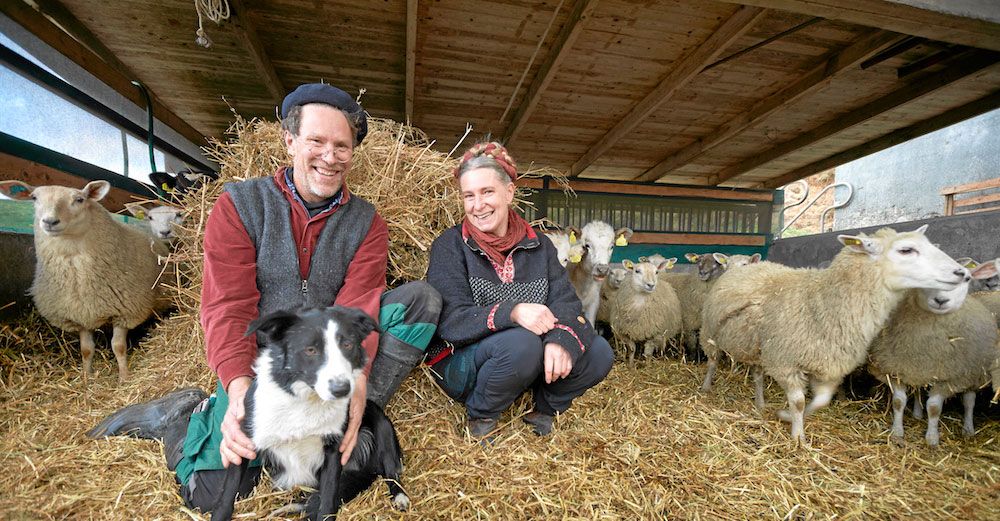 Gustav och Marie bland lammen med sin pigga border collie Saffran.