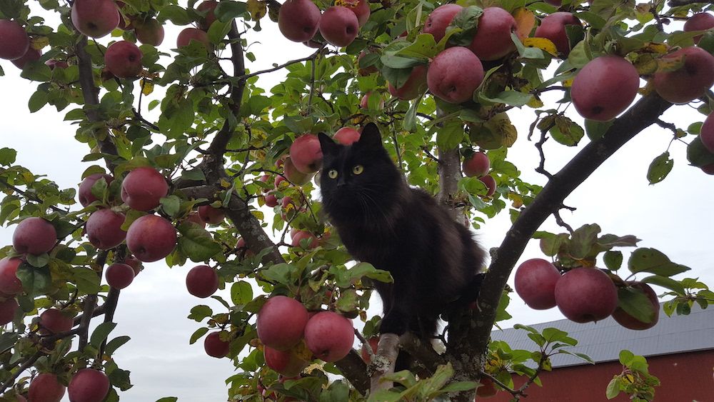 Äppelsorten heter Rödluvan och fruktinspektören heter Zelda. Bägge finns i Tavelsjö.
