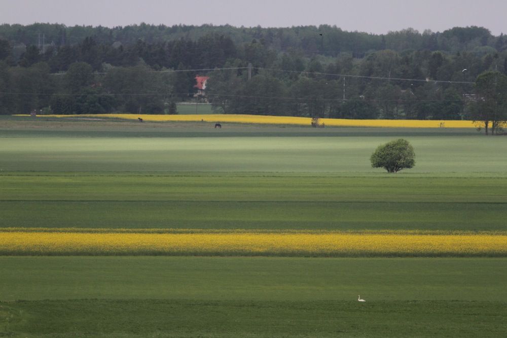 Spara en buske här och där. Foto: PETTER HALDÉN