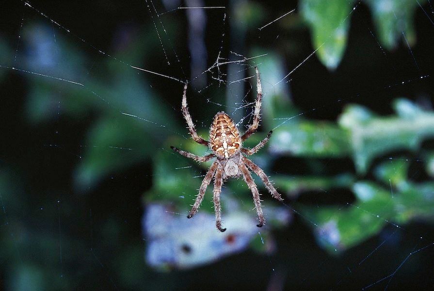 Korsspindeln till hör hjulspindlarna, och spinner hjulformade nät.