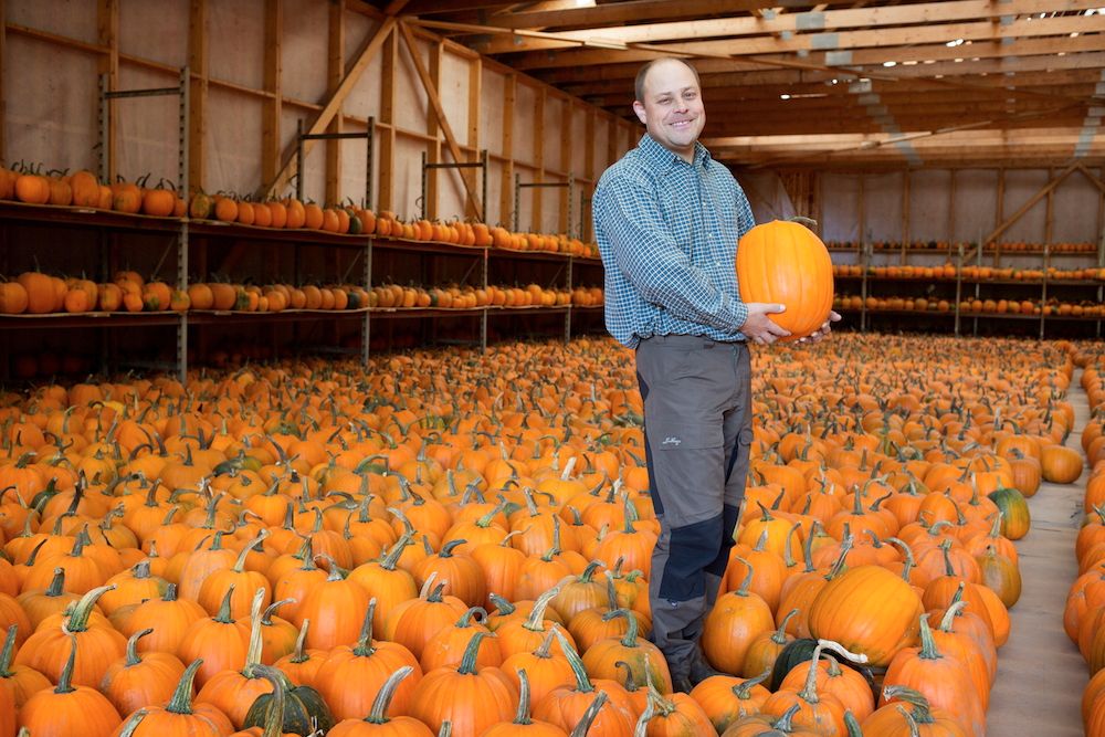 200 ton Halloweenpumpor per år - lagras varsam i Jonas lador.
