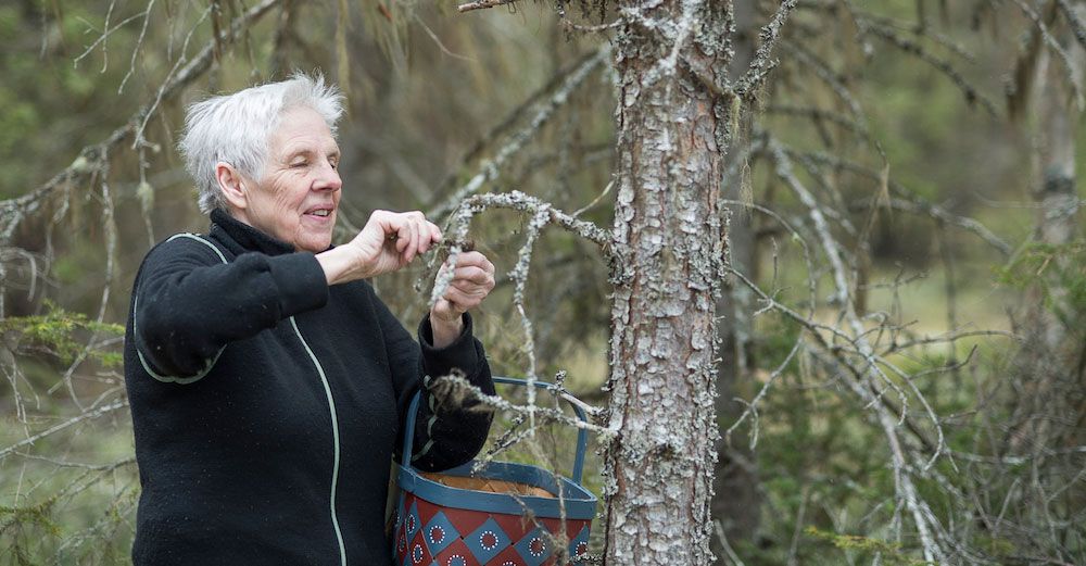 Berit plockar försiktigt av lav från en tallgren. Har man inte egen skog får man fråga markägaren om lov först.