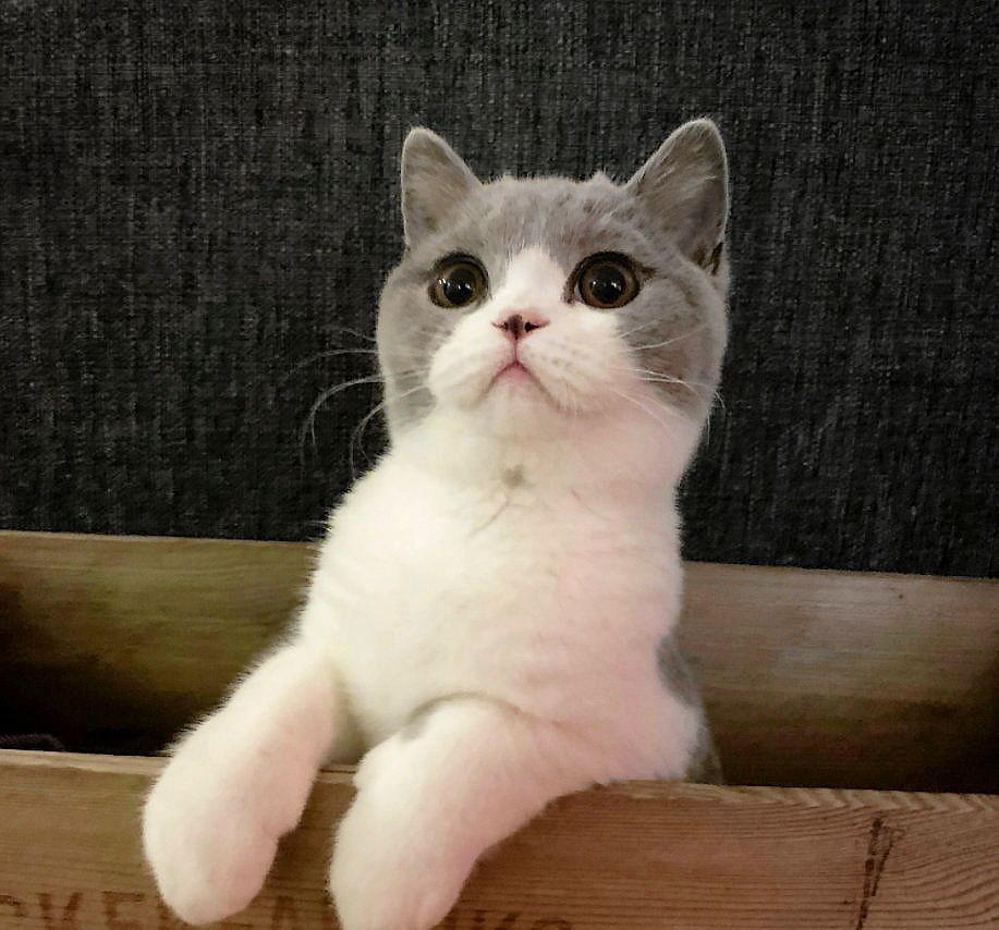 Bengt, en riktig sällskapskatt!