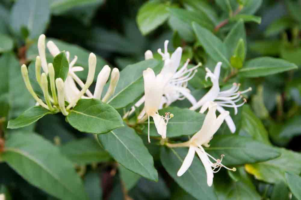 Kaprifolens runda doft är kräftans blomma.
