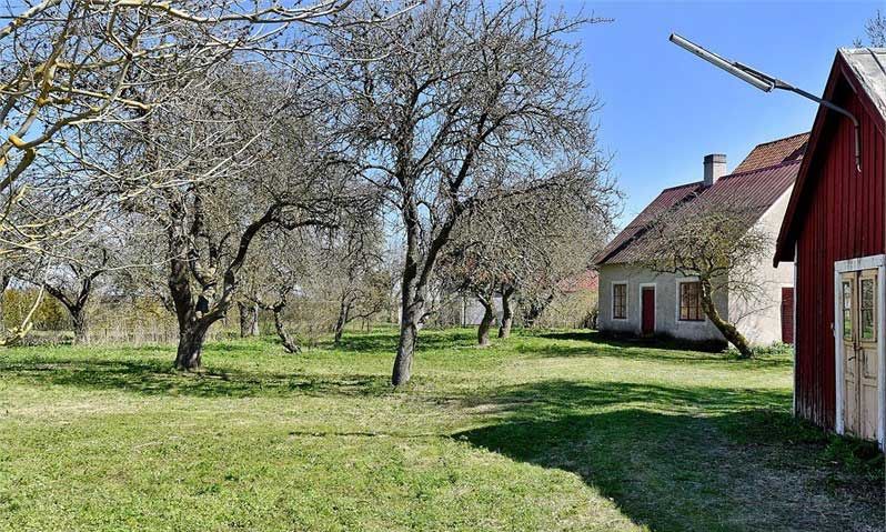 Fruktträdgård