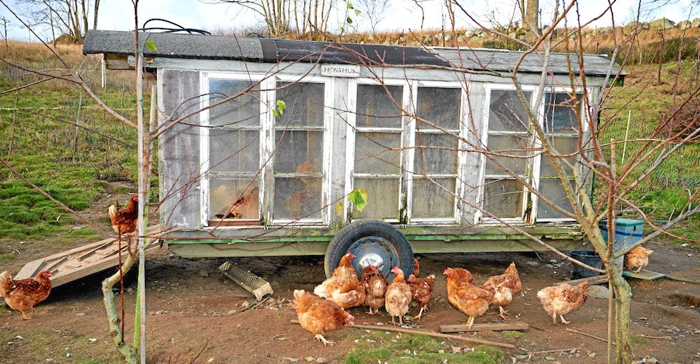 Fritt strövande höns har det bra i sin stora hage - och ger ägg nästan året om.