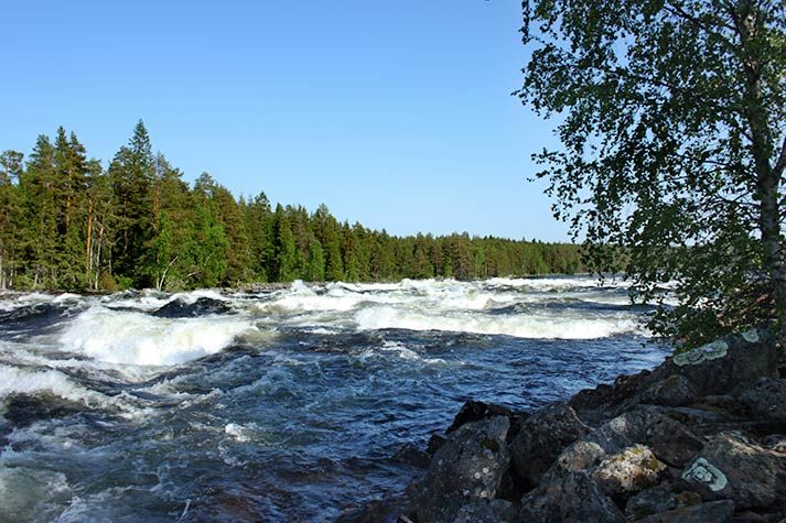 Äkta vattenkraft i de vilda forsarnaorörda Vindelälven. Foto: Visitumea.se