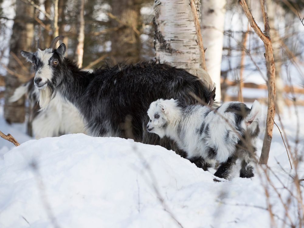 Melker med sin mamma Lova letar efter sly att mumsa på i snön.