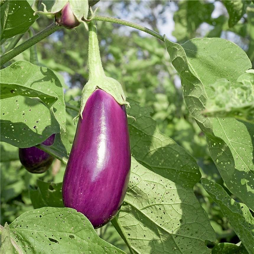 Aubergine ’Violette de Toulouse’ är både vacker och god.