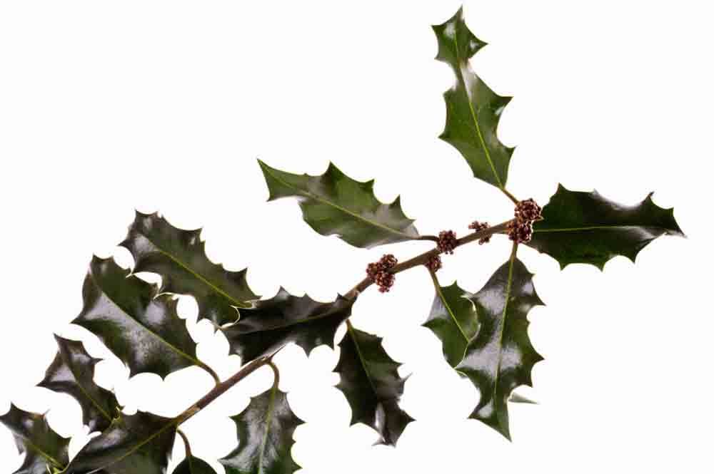 Järneken håller skorpionen stabil.