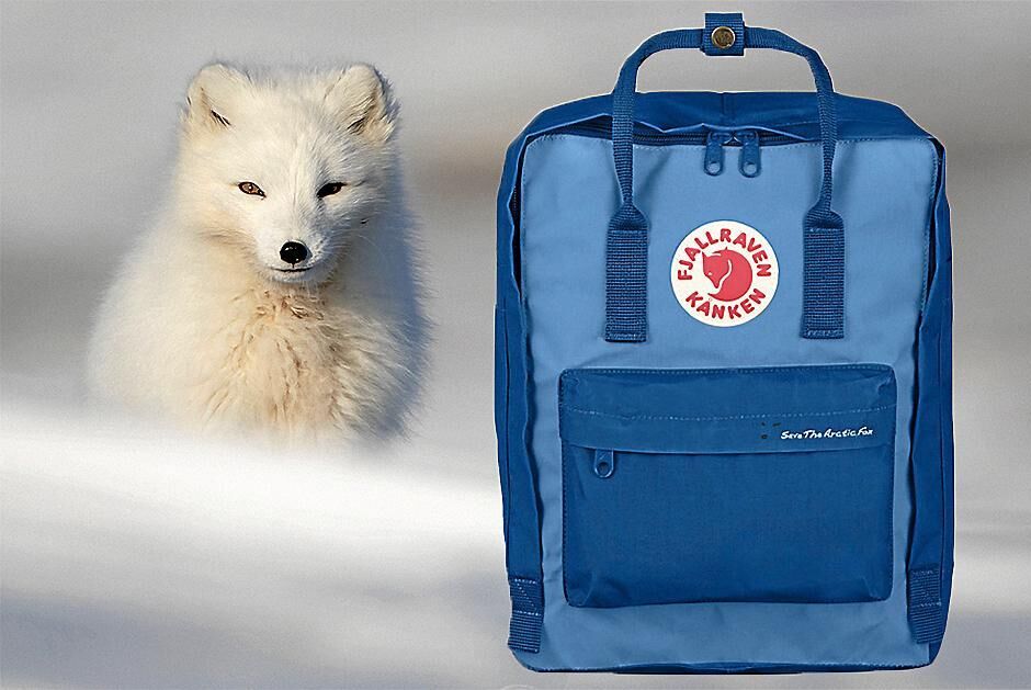 Denna modell av Kånken skapades för att stödja projekt som ska rädda fjällräven.