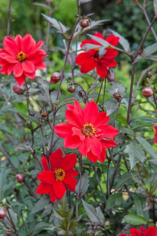 Biskopsblomma. ’Bishop of Llandaff’ är en mörkbladig dahlia med små, närmast scharlakansröda blommor. Blommar i juli–september och blir 75 centimeter hög.