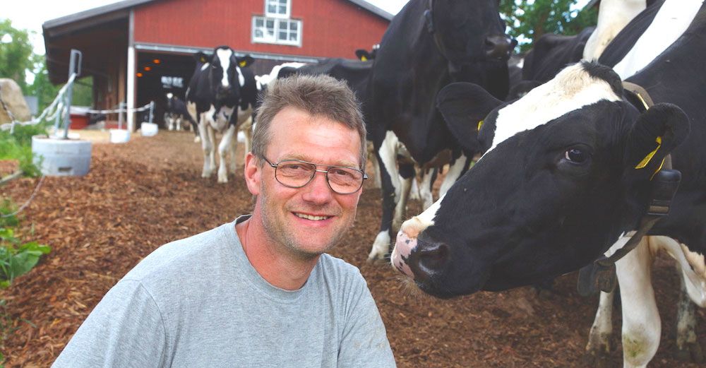 Örjan med några av de 70 mjölkkorna.