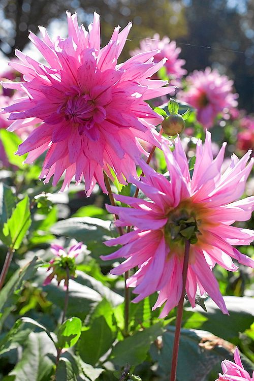 Drömdahlia. ’American dream’ är en kaktusdahlia vars stora rosa blommor har vinröda strimmor. Blir 110 centimeter hög, blommar i juli–oktober.