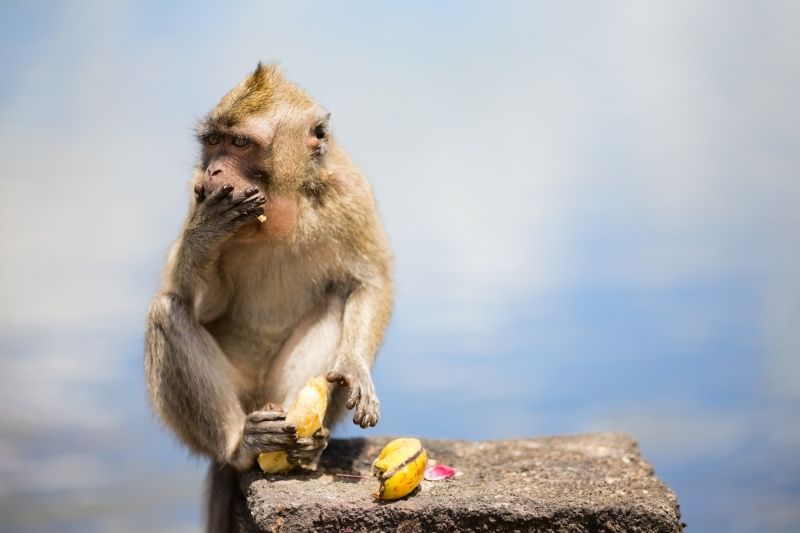Du behöver inte ha så bråttom att få i dig den där bananen efter träningen.