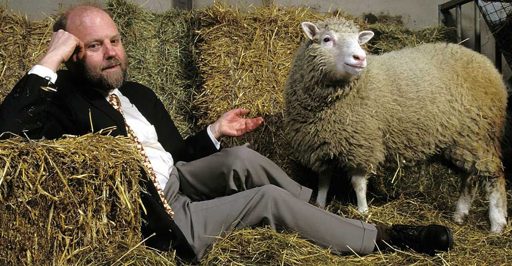 Sir Ian Wilmut, forskaren bakom den första kloningen med lammet, som på bilden är i ettårsåldern.