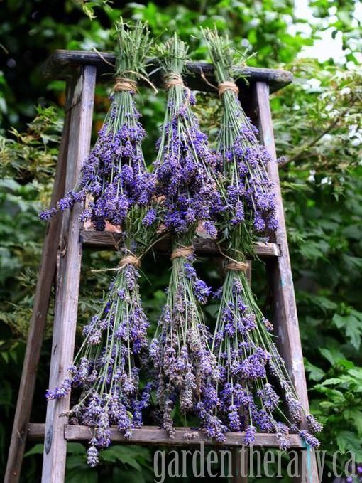 Bildkälla: gardentherapy.ca