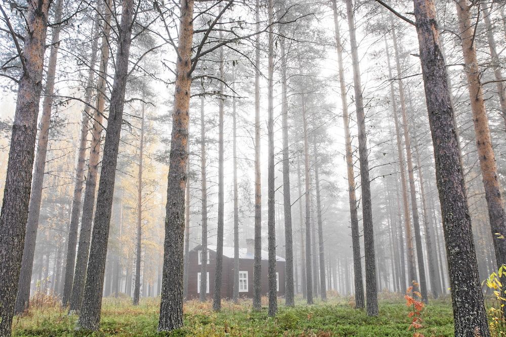 Gallrad tallskog där ljuset silar ned är ett favoritmotiv.