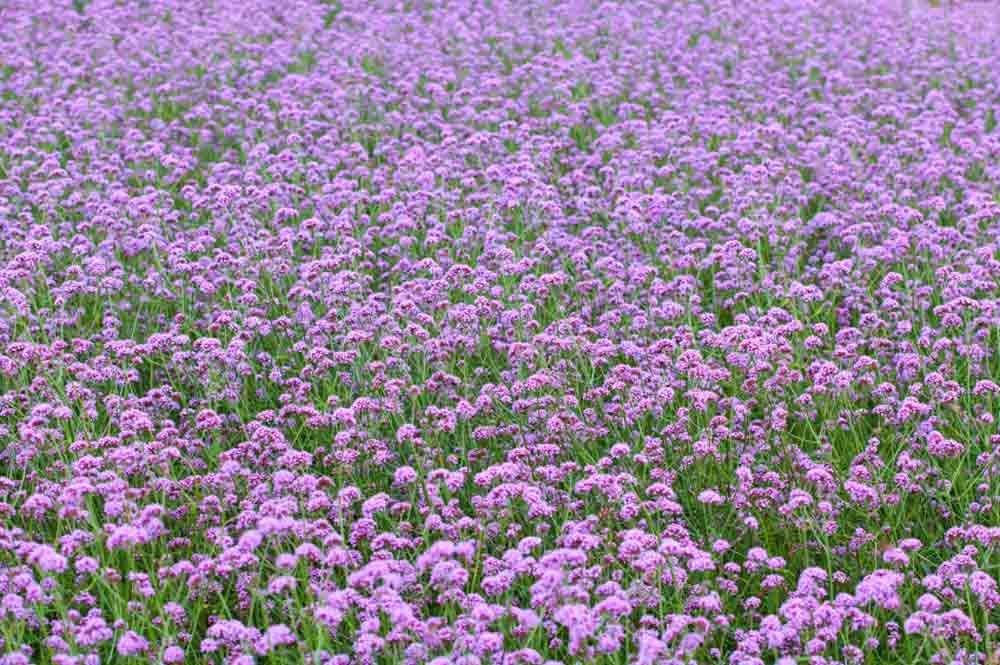 Verbena får skytten ner på jorden.