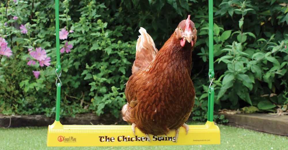 Att gunga är kul tycker många höns.