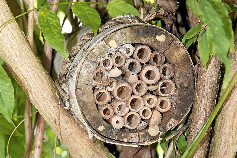 Med en bunt avsågade bambupinnar kan du bygga ett smart bibatteri.