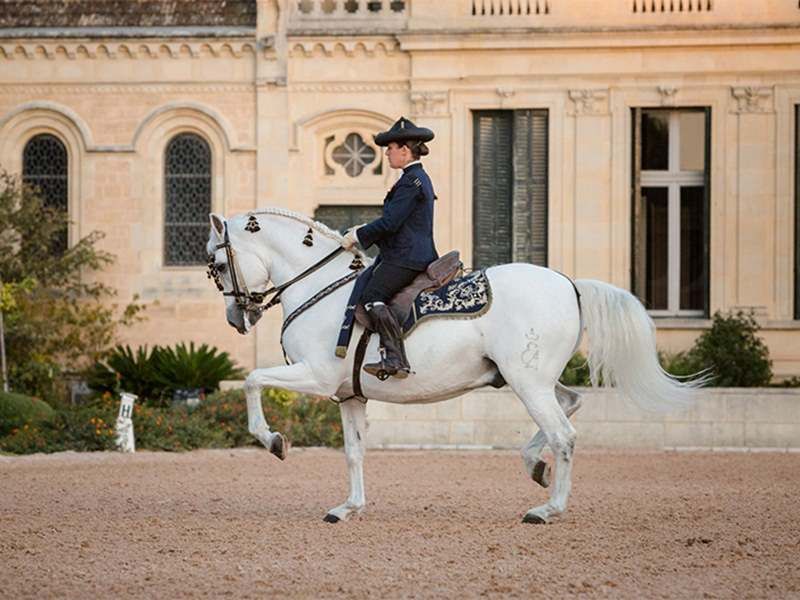 Royal Andalusian School of Equestrian Art