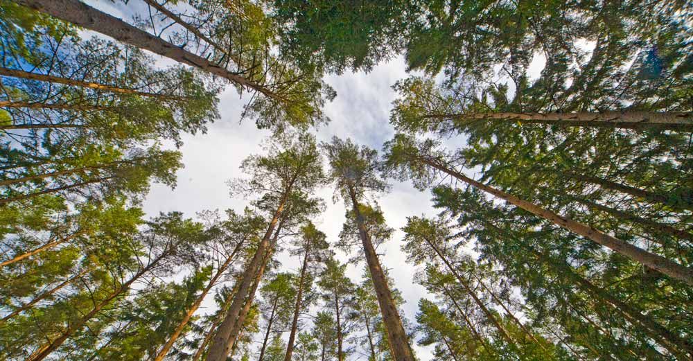 Skogsägarna ser positivt på framtiden, enligt årets Skogsbarometer. Foto: Ann Lindén.