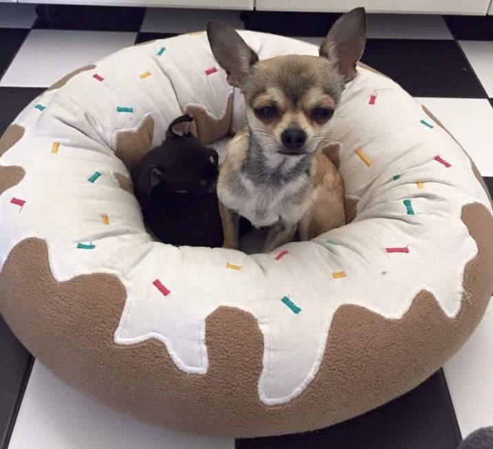 Roffe myser i sin jätte-donut till hundbädd.