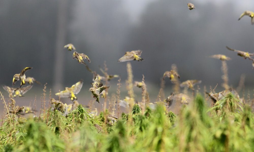 Sparat ogräs är mums för grönfinkar och andra fåglar. Foto: PETTER HALDÉN