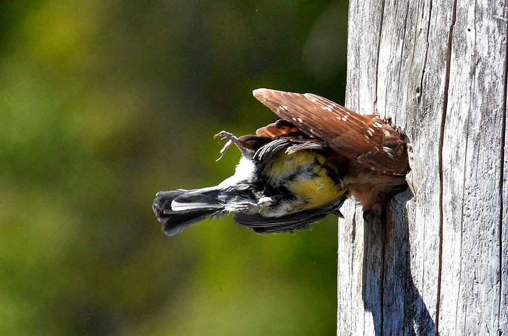 En av föräldrarna kommer med en talg­oxe hem till boet där de hungriga ungarna väntar.