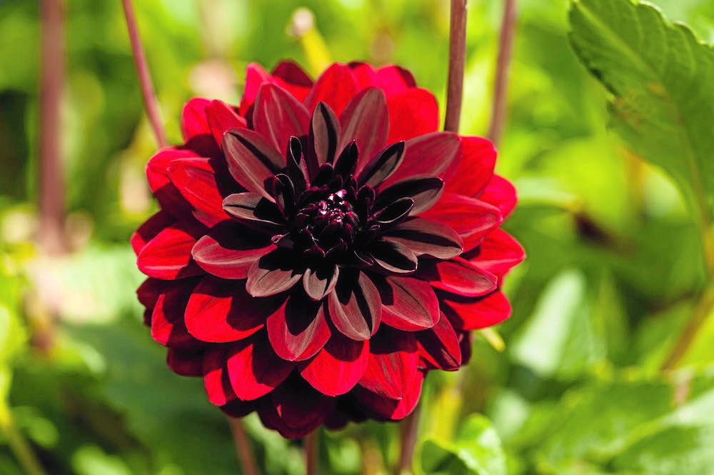 Intensiv. ’Arabian Night’ är en mörkröd dekorativdahlia med intensiv färg. Blir 100 centimeter hög och blommar från mitten av juni till första frosten.