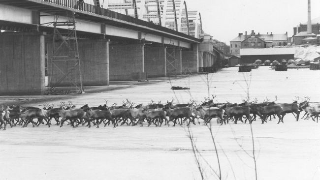 Så här såg det ut 1967, sist en renhjord drevs genom Luleå, under Bergnäsbron.