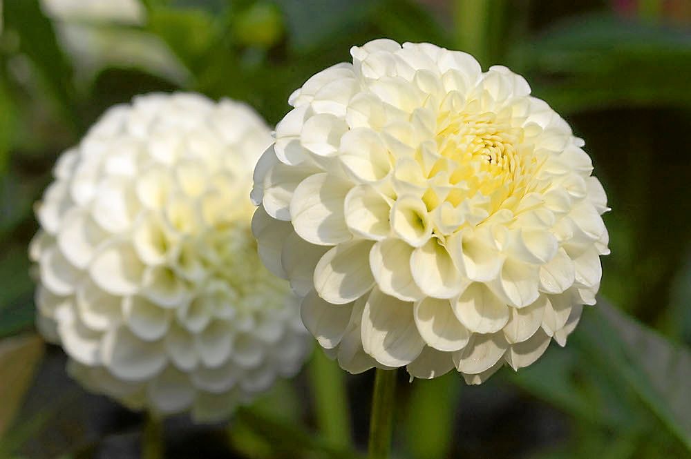 Fyllig. Pompondahlian ’Snowflake’ har snövita, tätt fyllda och helt runda vita blommor. Hon blir 80 centimeter hög och blommar från mitten av juni.