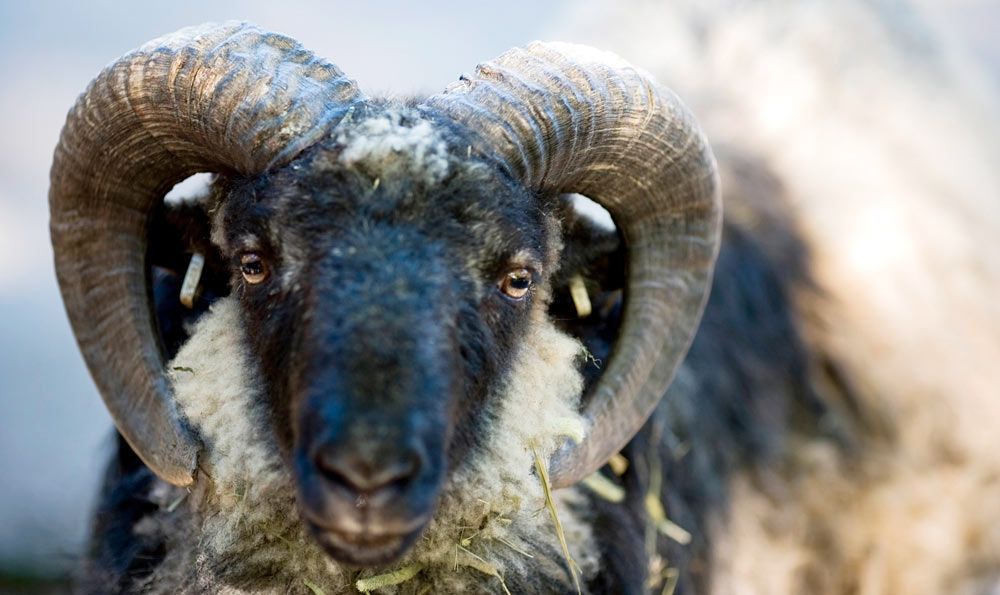 Gutefår härstammar från det gotländska utegångsfåret. Den enda svenska fårras där även tackorna har horn. Ger både bra skinn och fint kött.