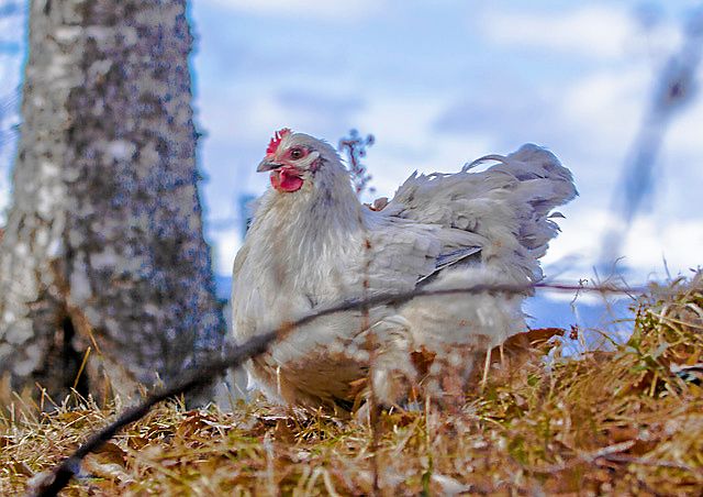 Vinnare 9: Anders Blomé, Åre